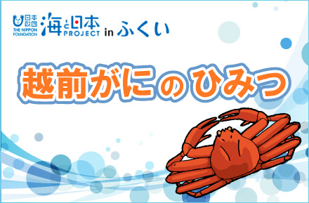 「越前がにのひみつ」海と日本プロジェクト