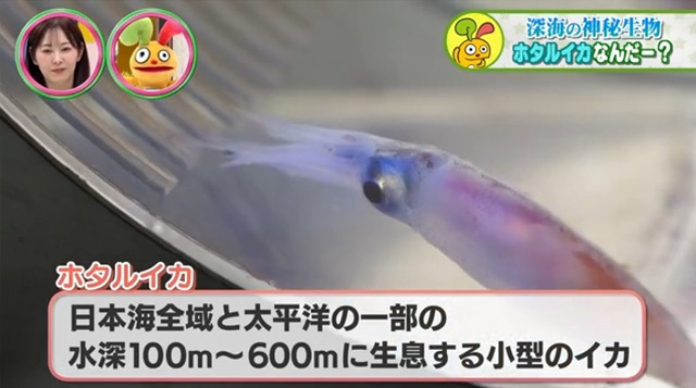 福井スタイルでホタルイカ王国を目指せ！
