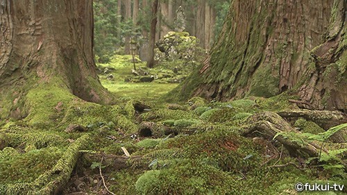 苔なんだー？気軽に楽しめる夏の涼