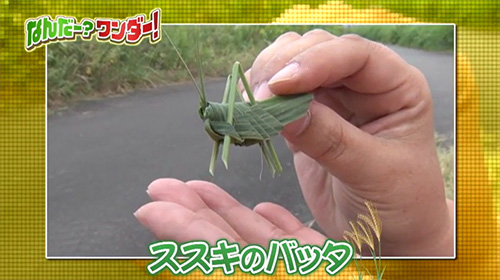 ススキでバッタを作ろう！