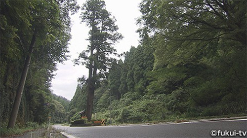 旧宮﨑村にある道路の真ん中にある杉の木