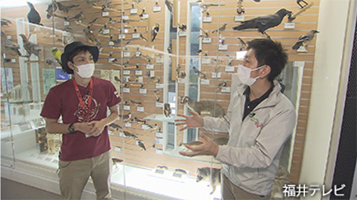 国道8号線沿いに集まるムクドリ