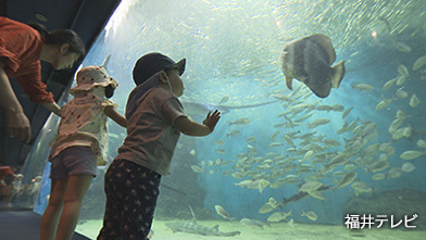 水族館のナゾを大調査！