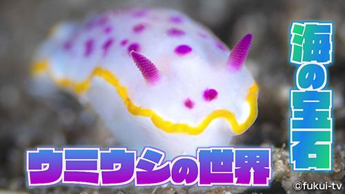 みんなの疑問大調査４連発　～海の宝石、役所グルメ、謎建物、裁判所の塔～