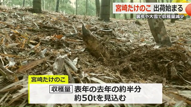 収穫が始まった宮崎たけのこ