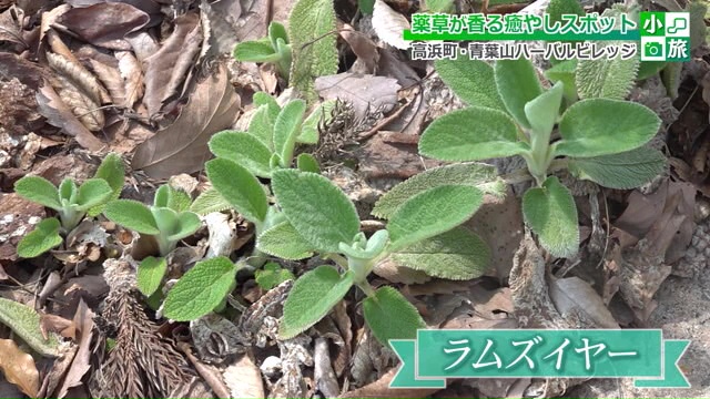 ヒツジの耳が由来の「ラムズイヤー」