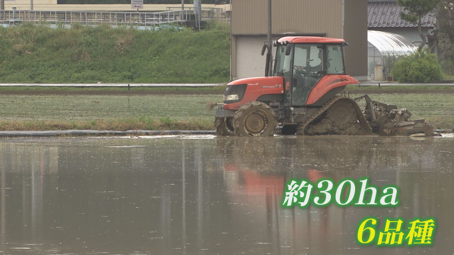 30ヘクタールで6品種のコメを栽培