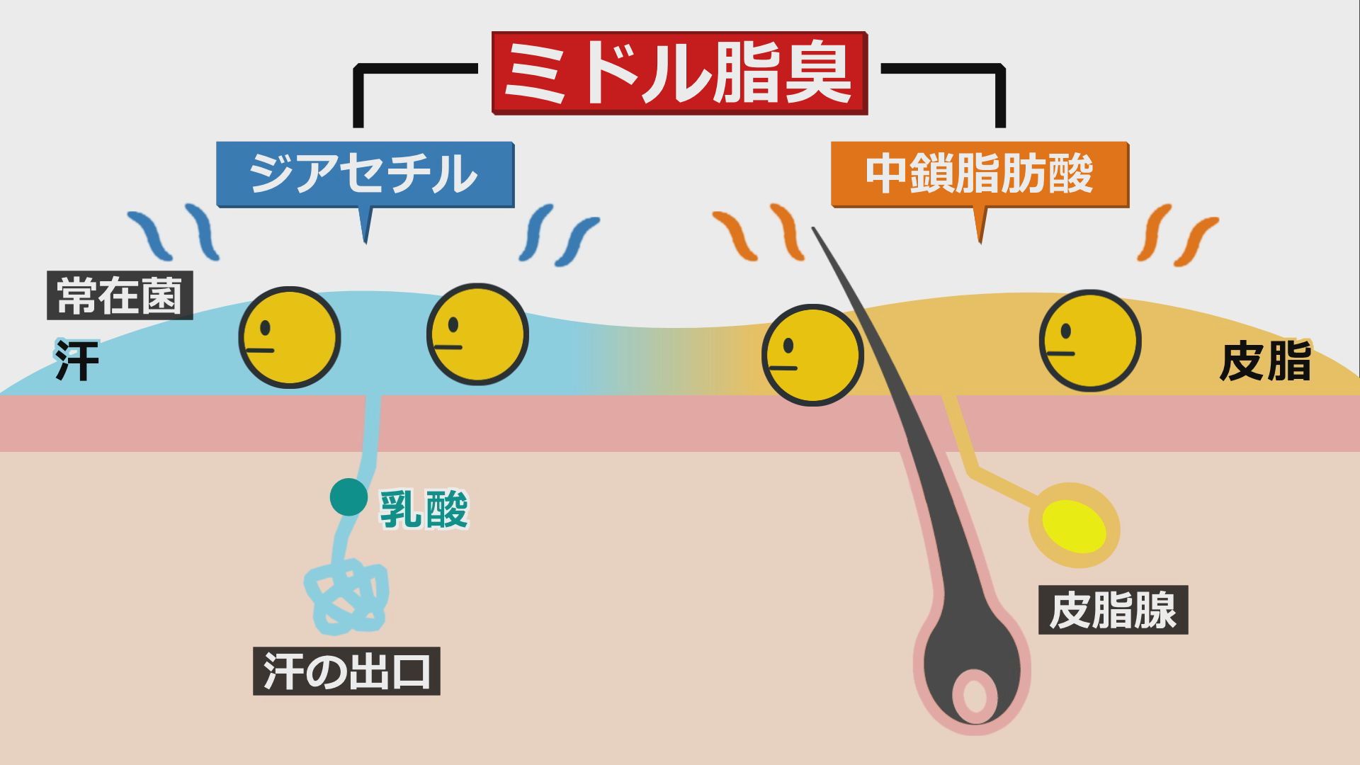 ジアセチル×中鎖脂肪酸