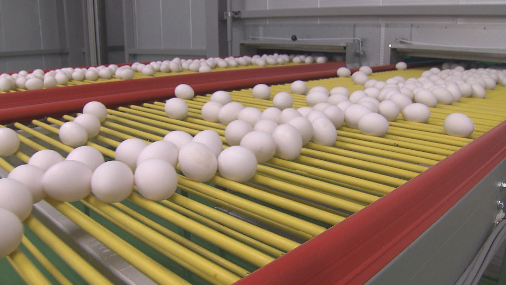 最大で1時間に8万個を集卵