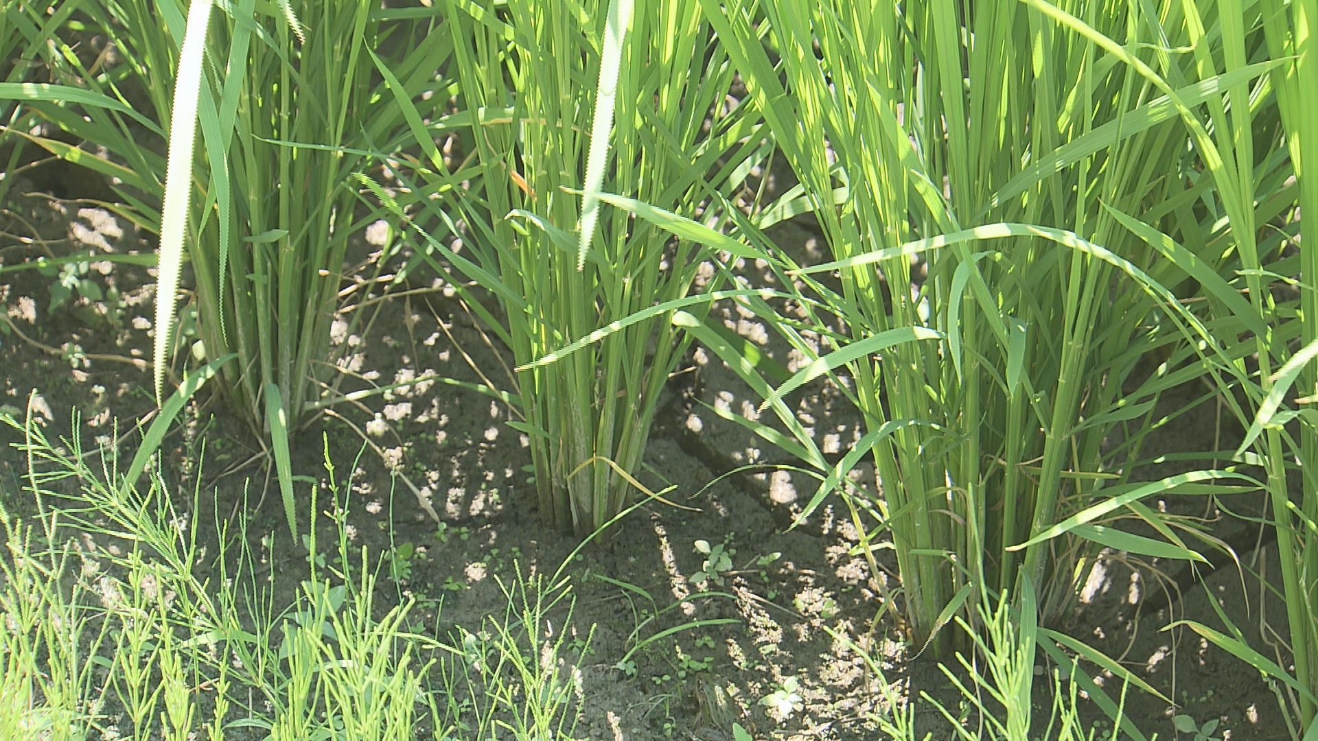 水不足が稲作に影響