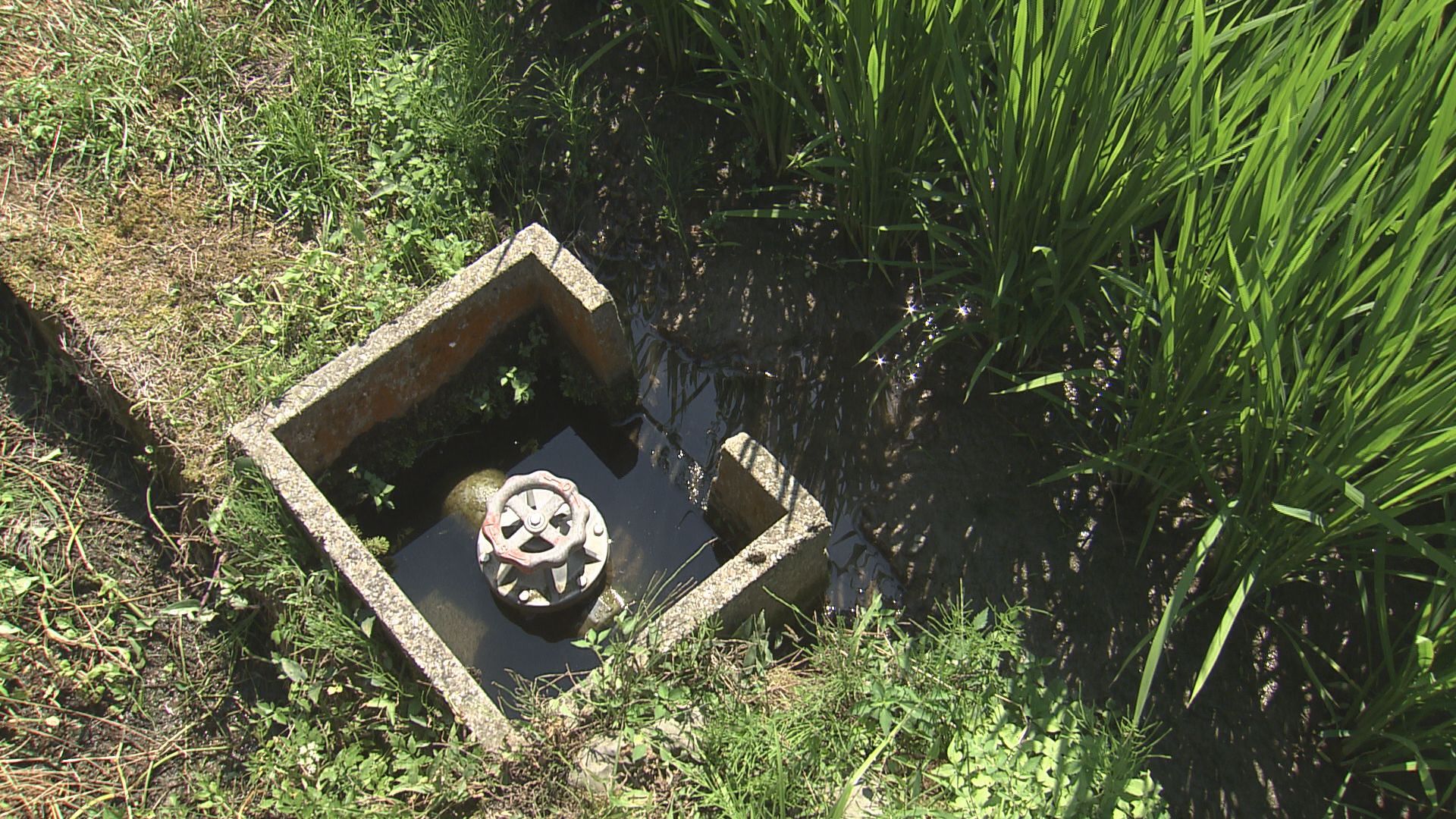 取水制限を決定