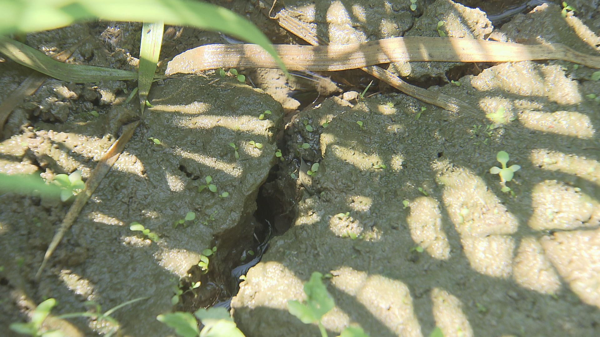 水が不足しひび割れた田んぼ