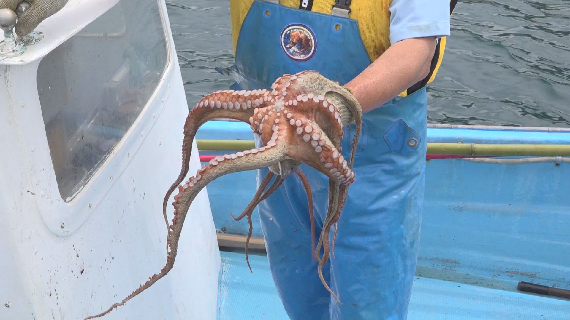 大きなタコがとれた