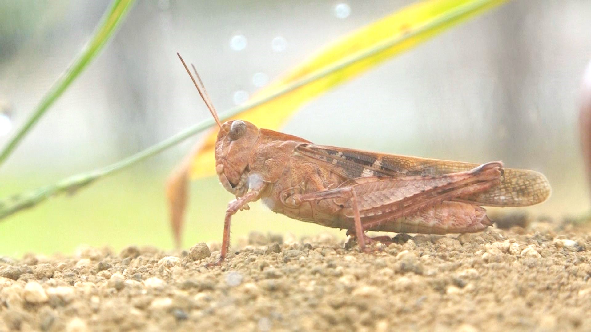 全身がピンク色を帯びたバッタ