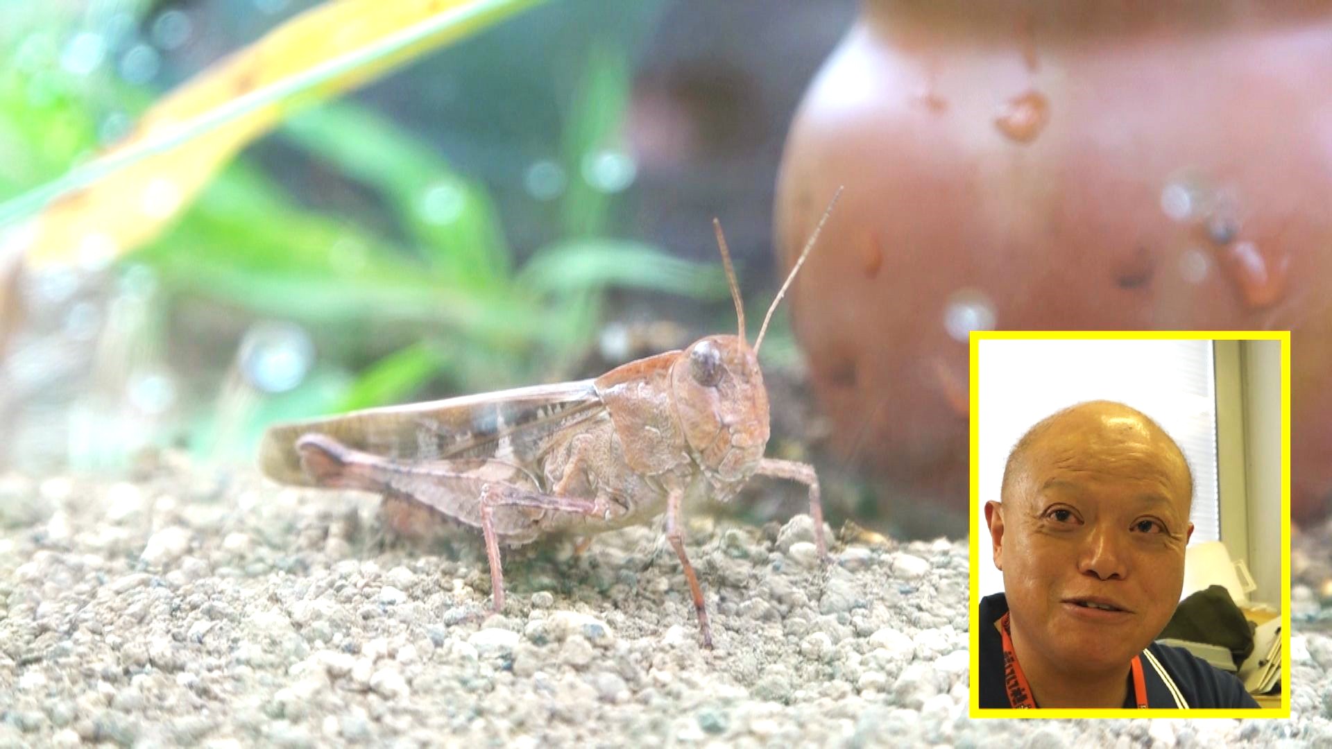 福井市自然史博物館の梅村信哉学芸員に見てもらった