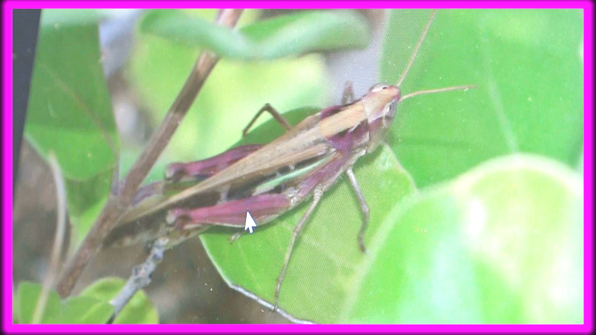 梅村学芸員が撮ったピンクバッタ