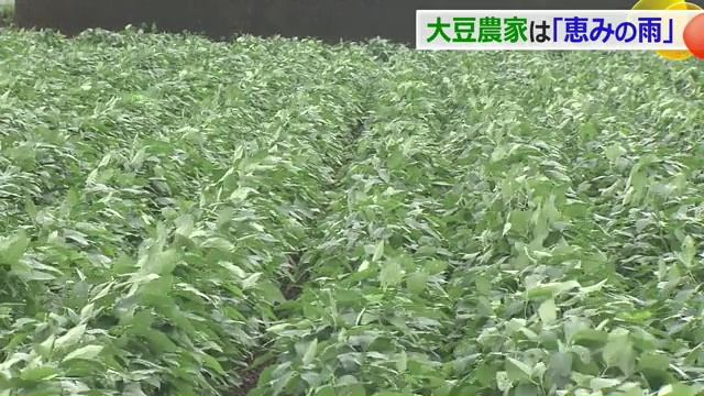 ファーム五本のダイズ畑