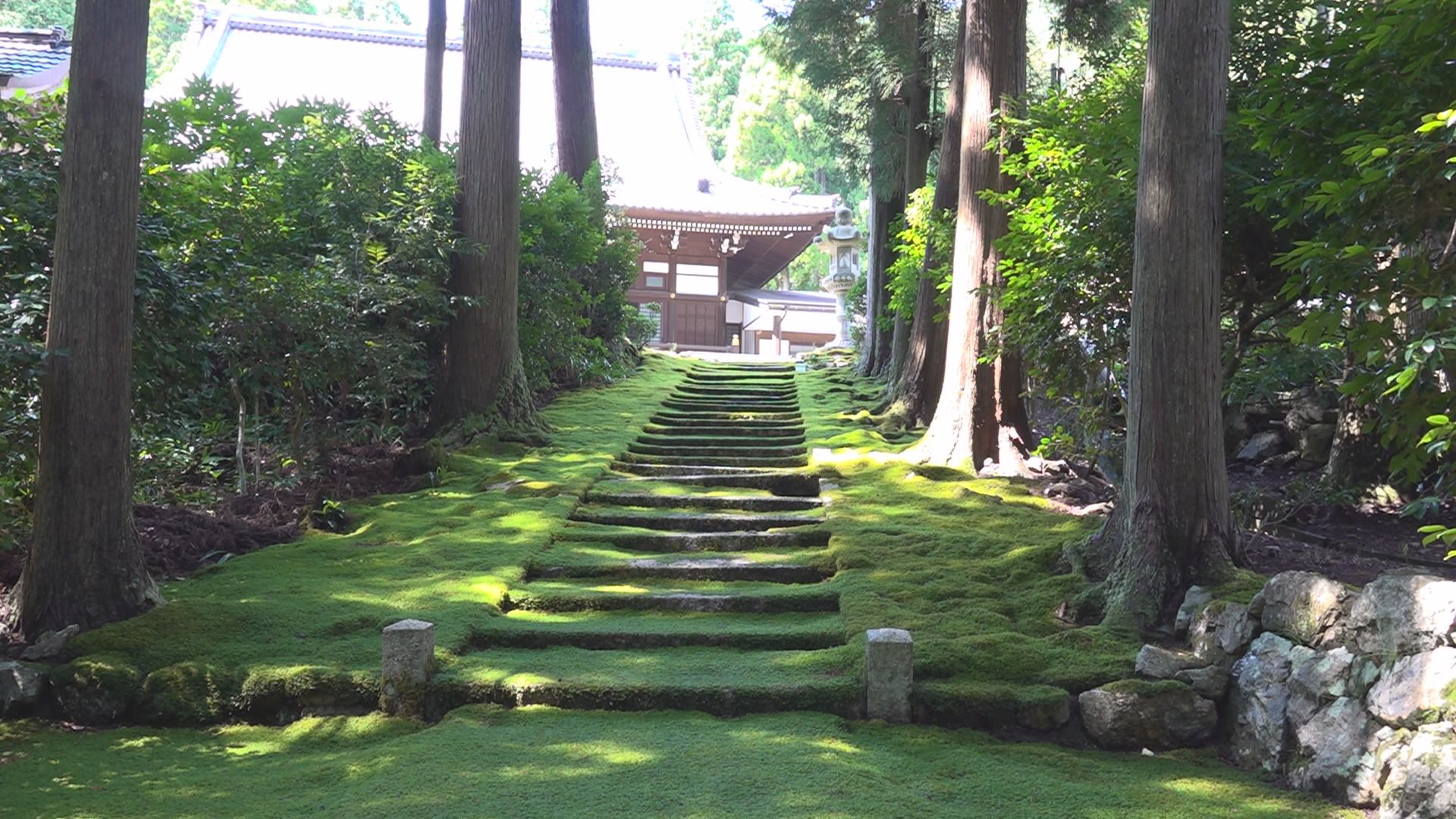 木漏れ日がコケを照らす