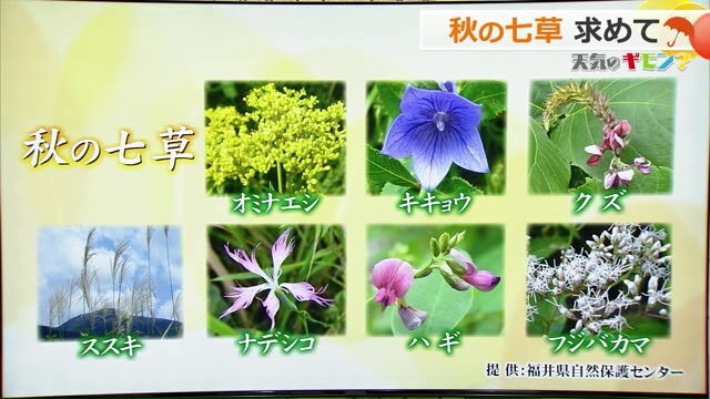 秋の七草