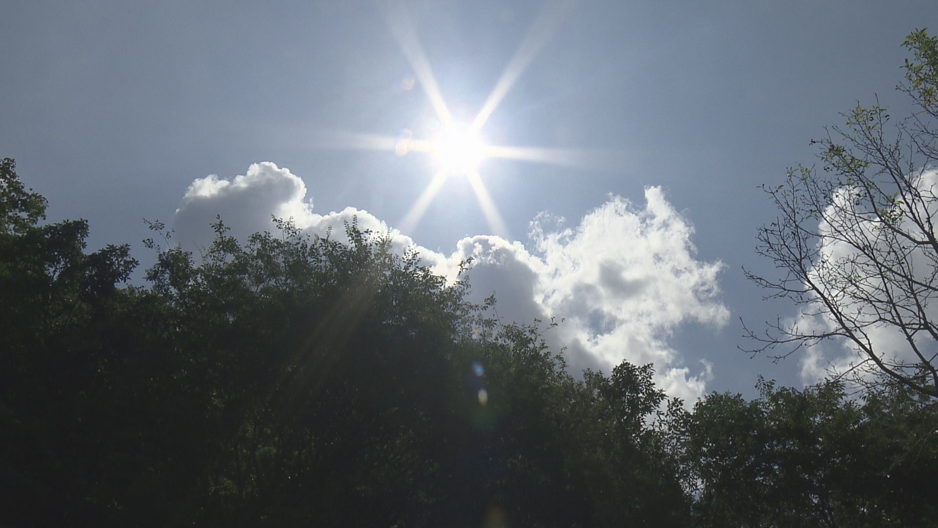植物の成長には日の長さが関係