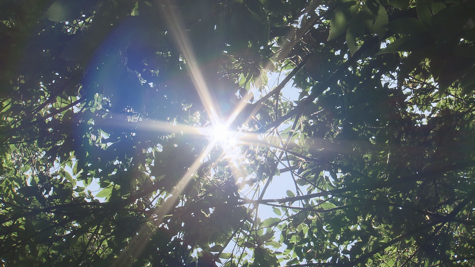 猛暑は蚊にとっても過酷