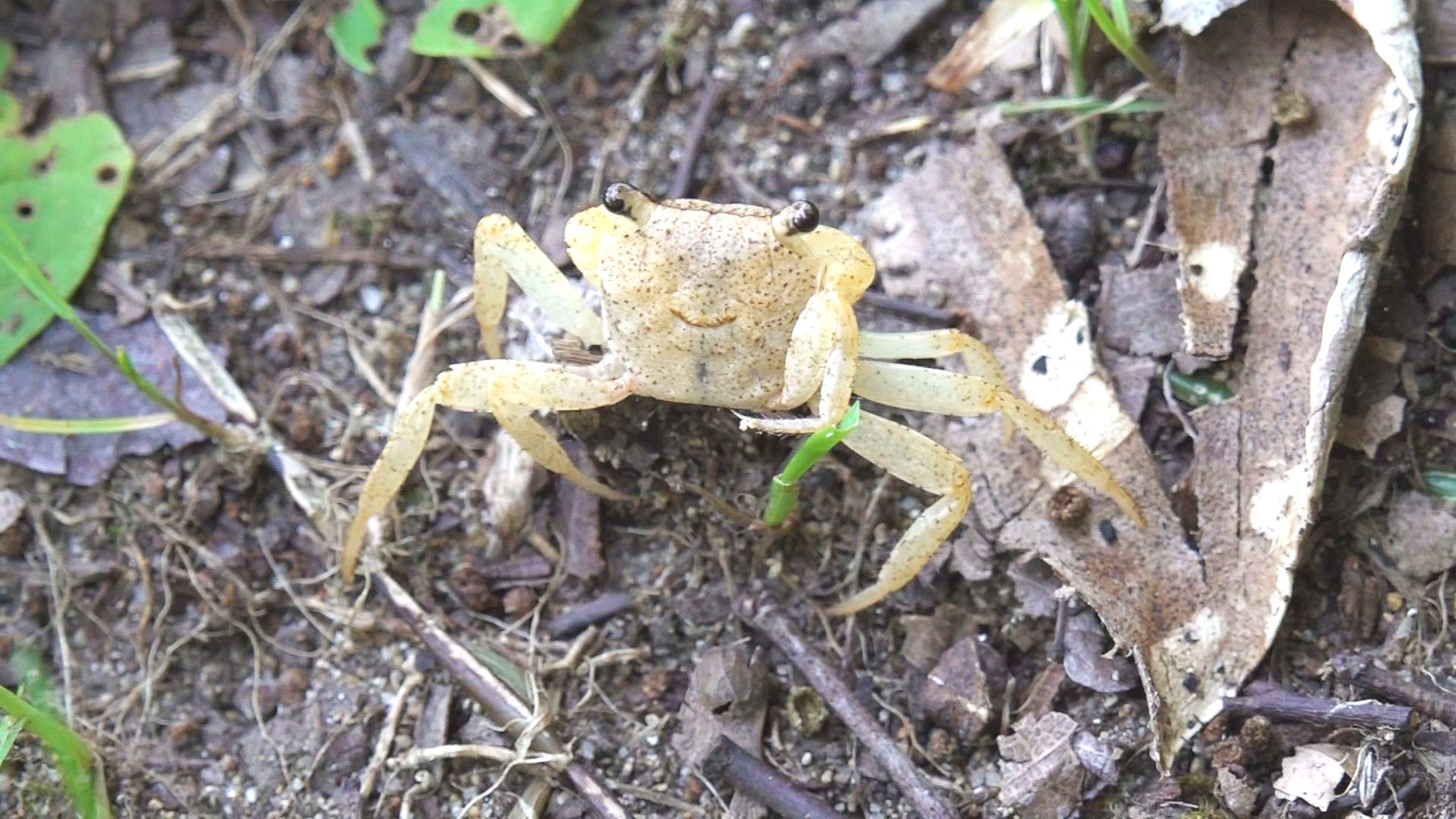 足元には陸ガニが
