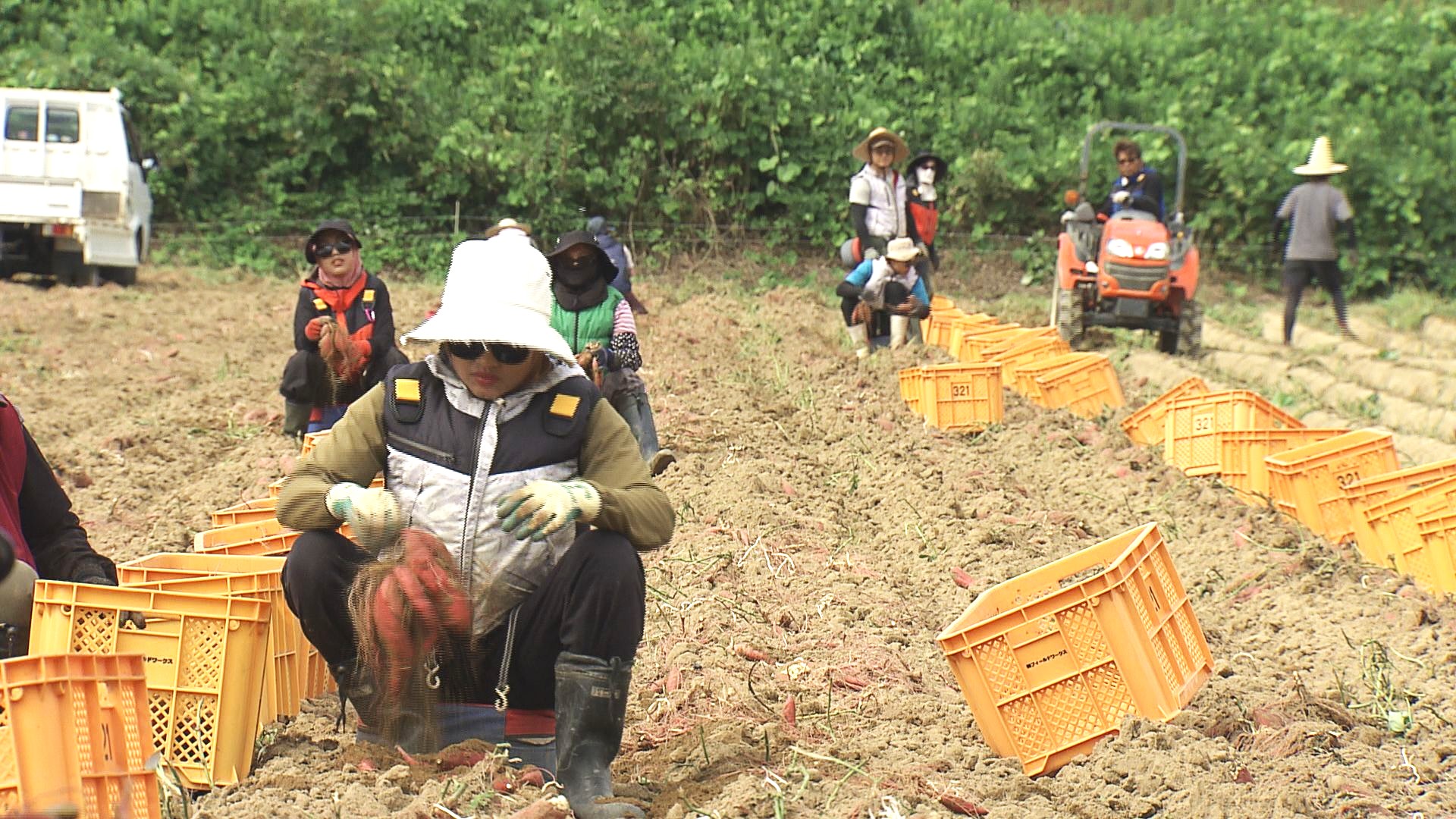 直射日光を避けて朝晩に収穫