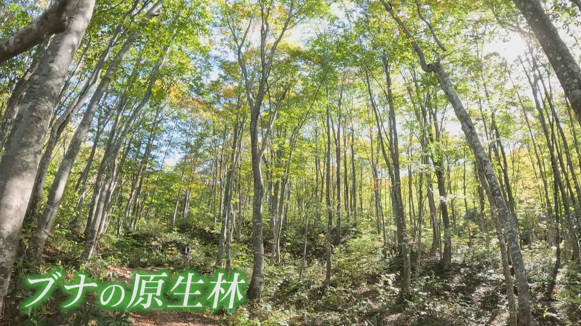 登山者を出迎えるブナの原生林