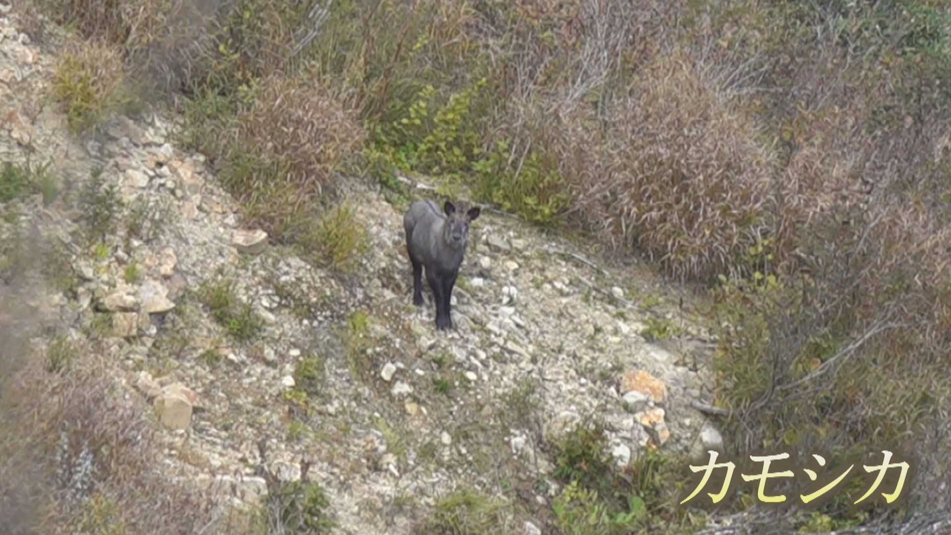 カモシカもお出迎え