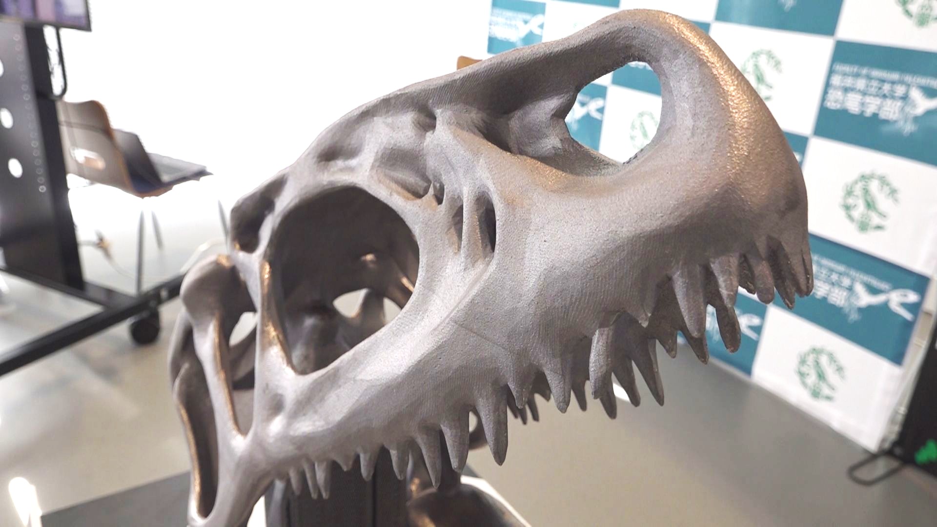 近付いて触ることも…