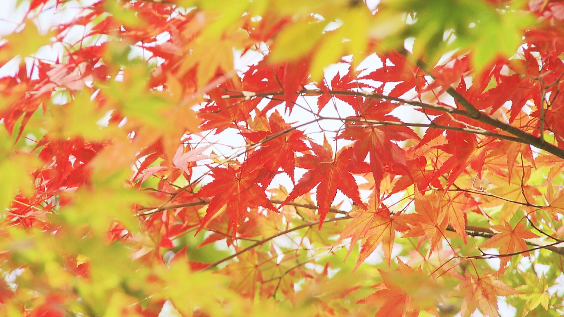 色づき始めた木々