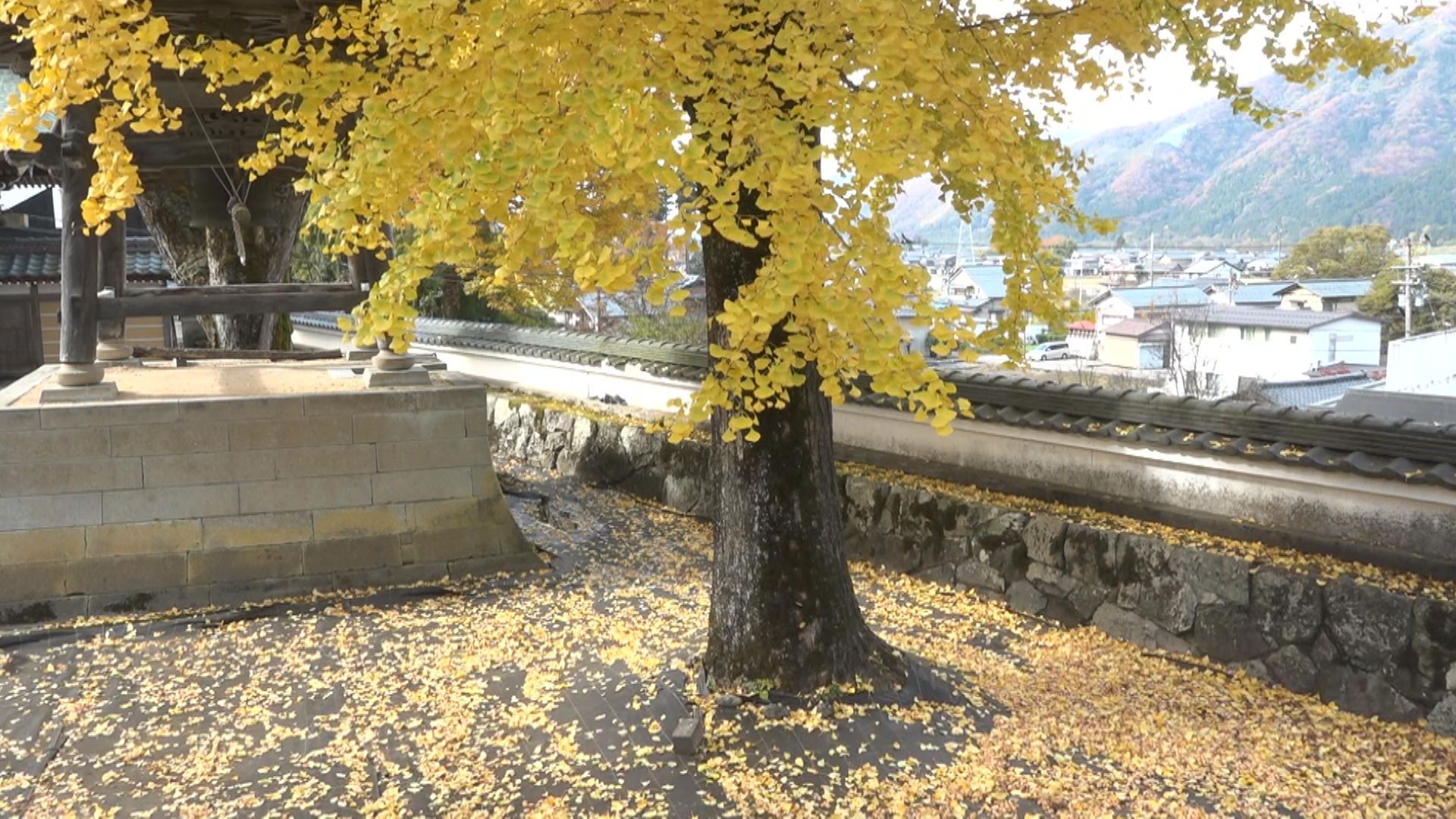 これから黄色いじゅうたんに…