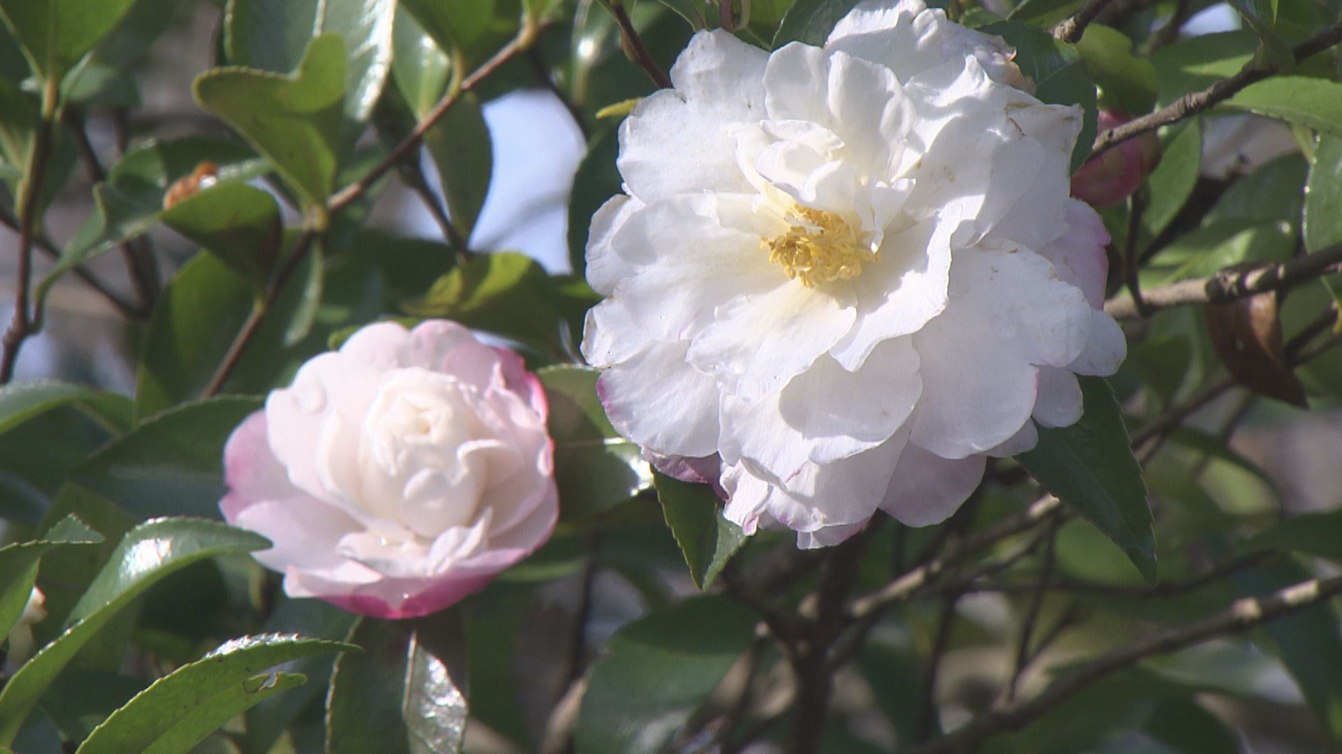 旧朝日町の花でもあるサザンカ