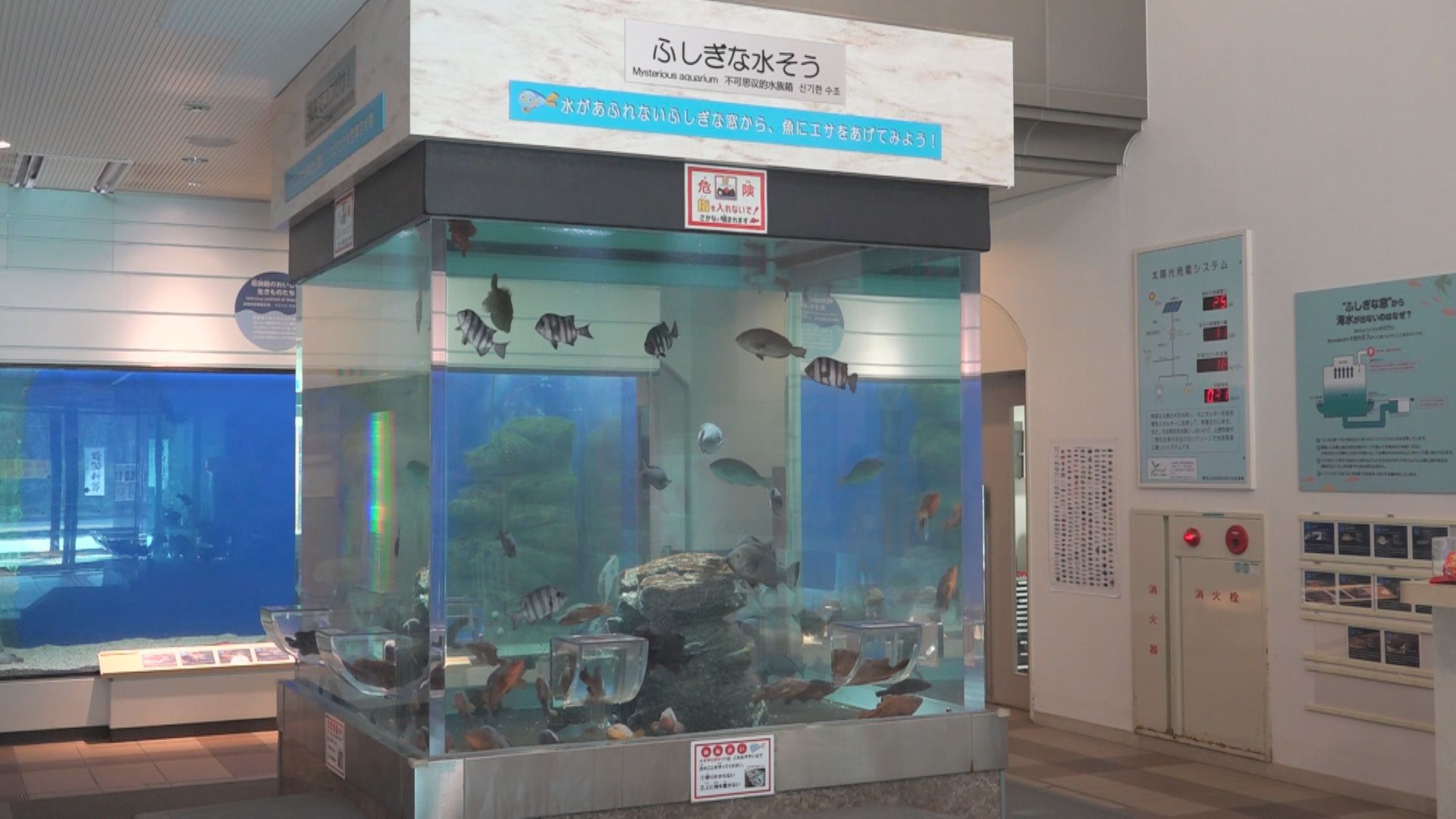 餌やりができるエントランスの水槽