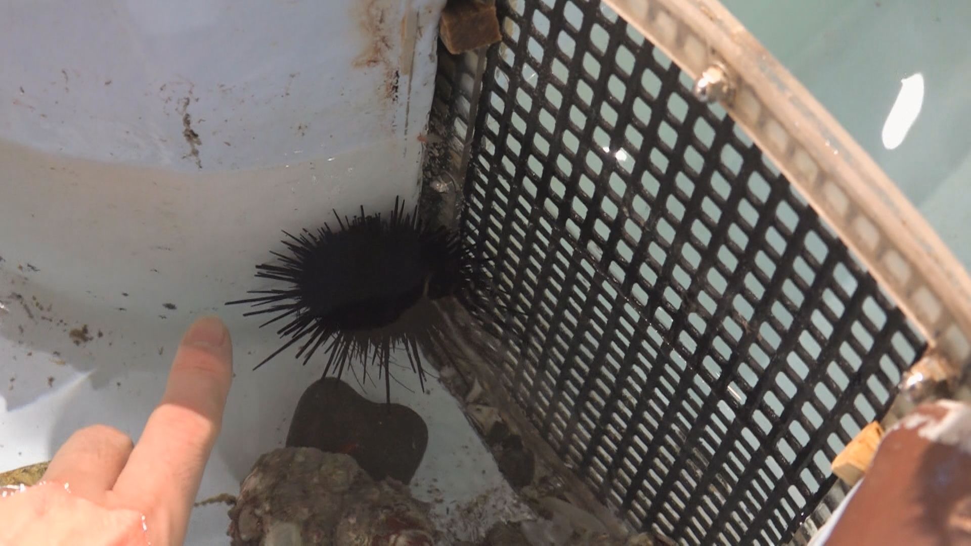 ウニにタッチ…痛くない