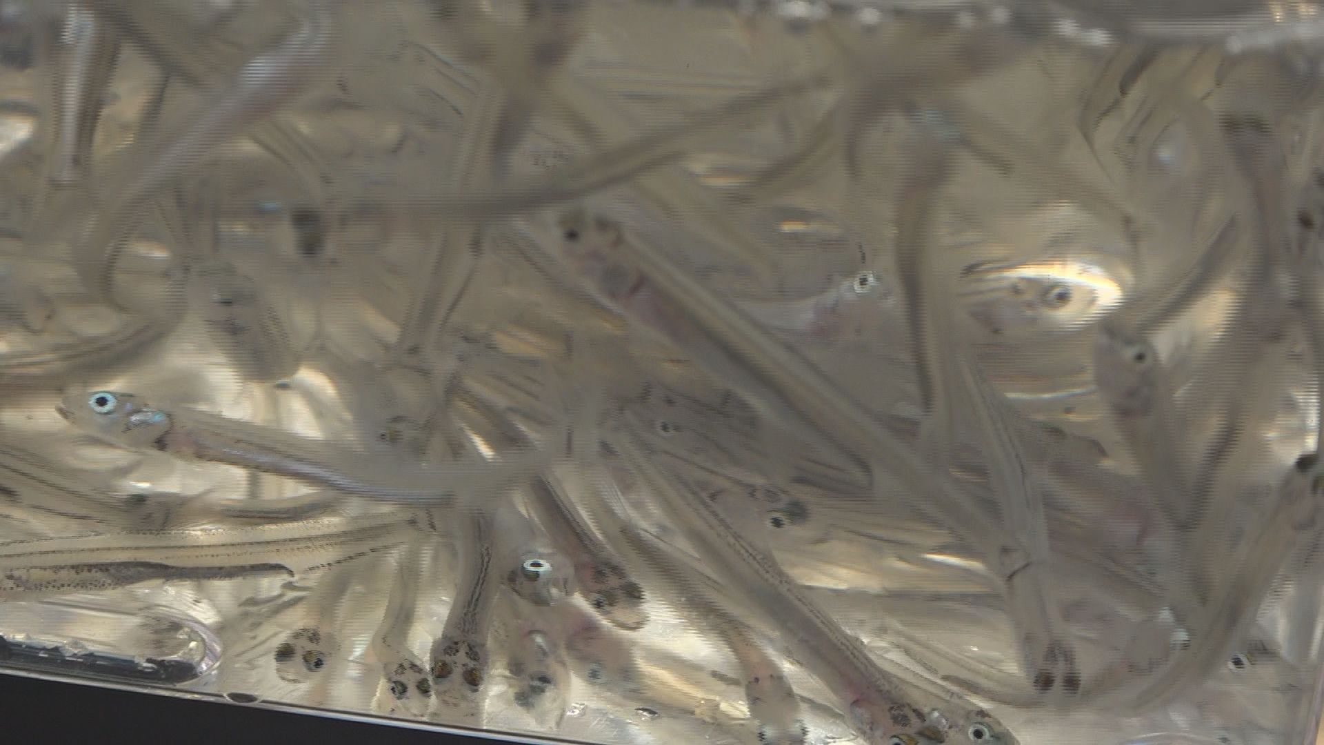 体長は5センチ程