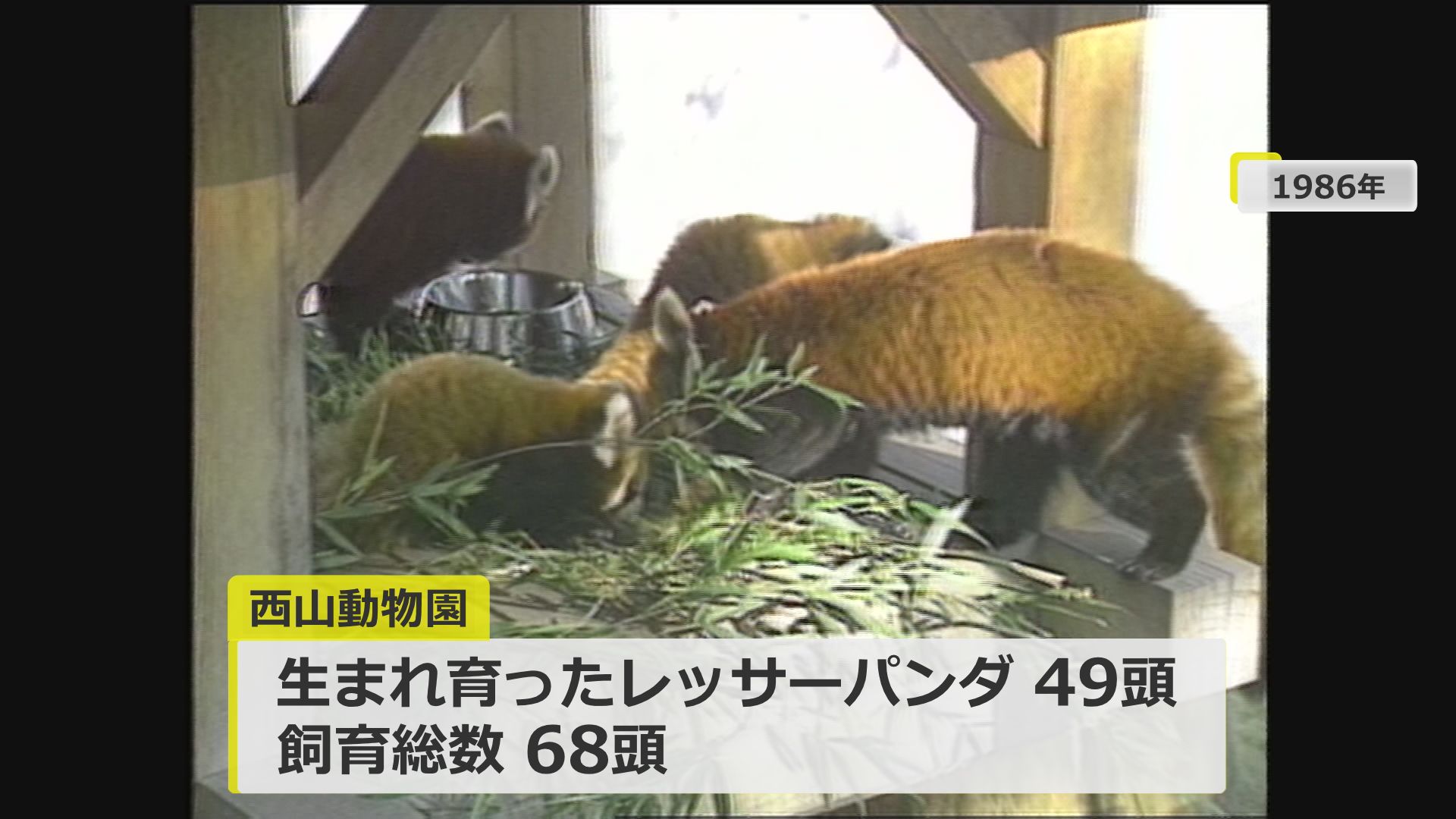 これまでに68頭を飼育