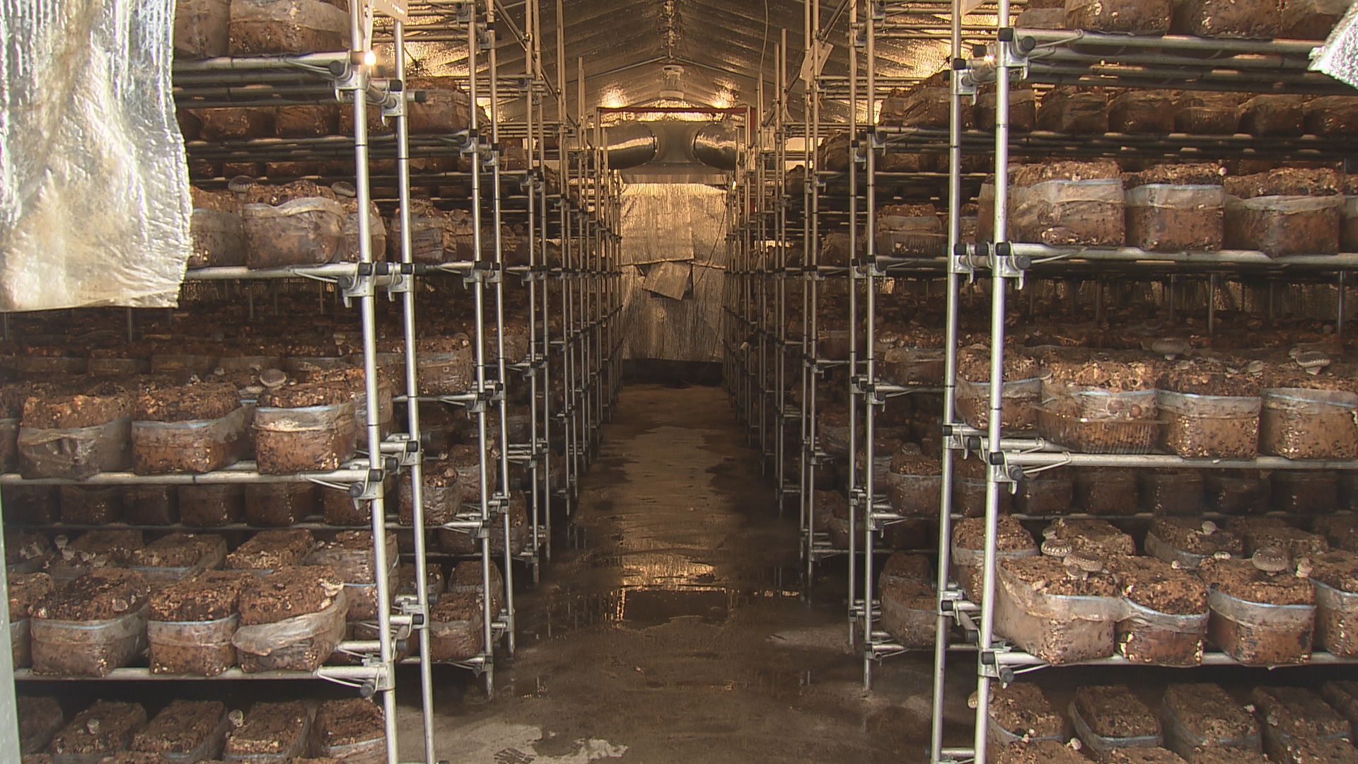 シイタケの菌床がびっしり