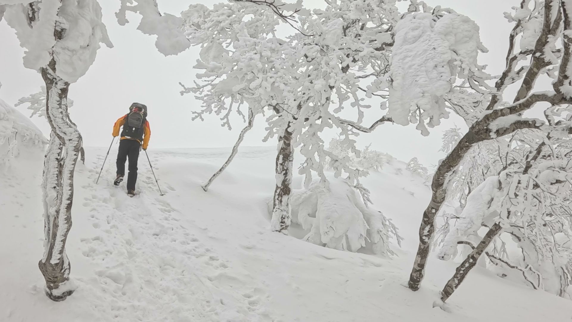 木々には霧氷がびっしり