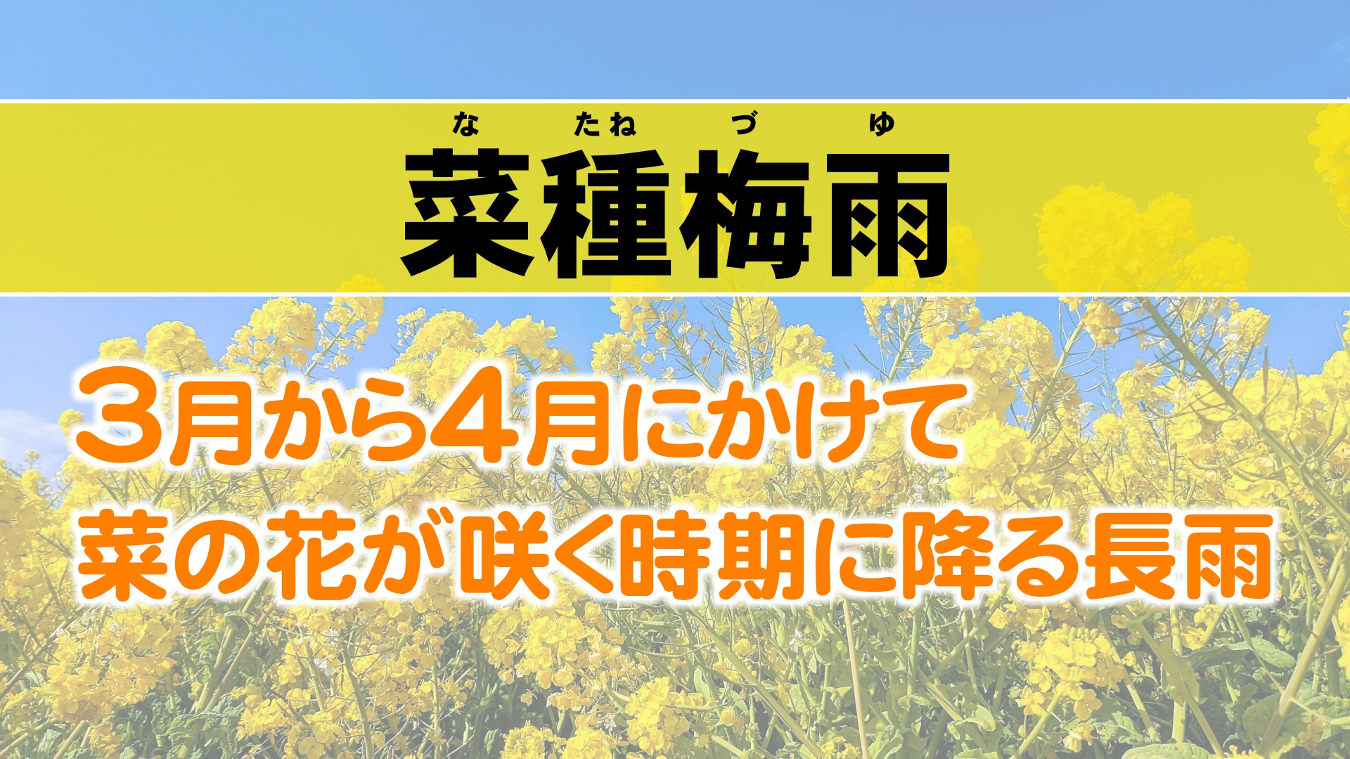 菜種梅雨