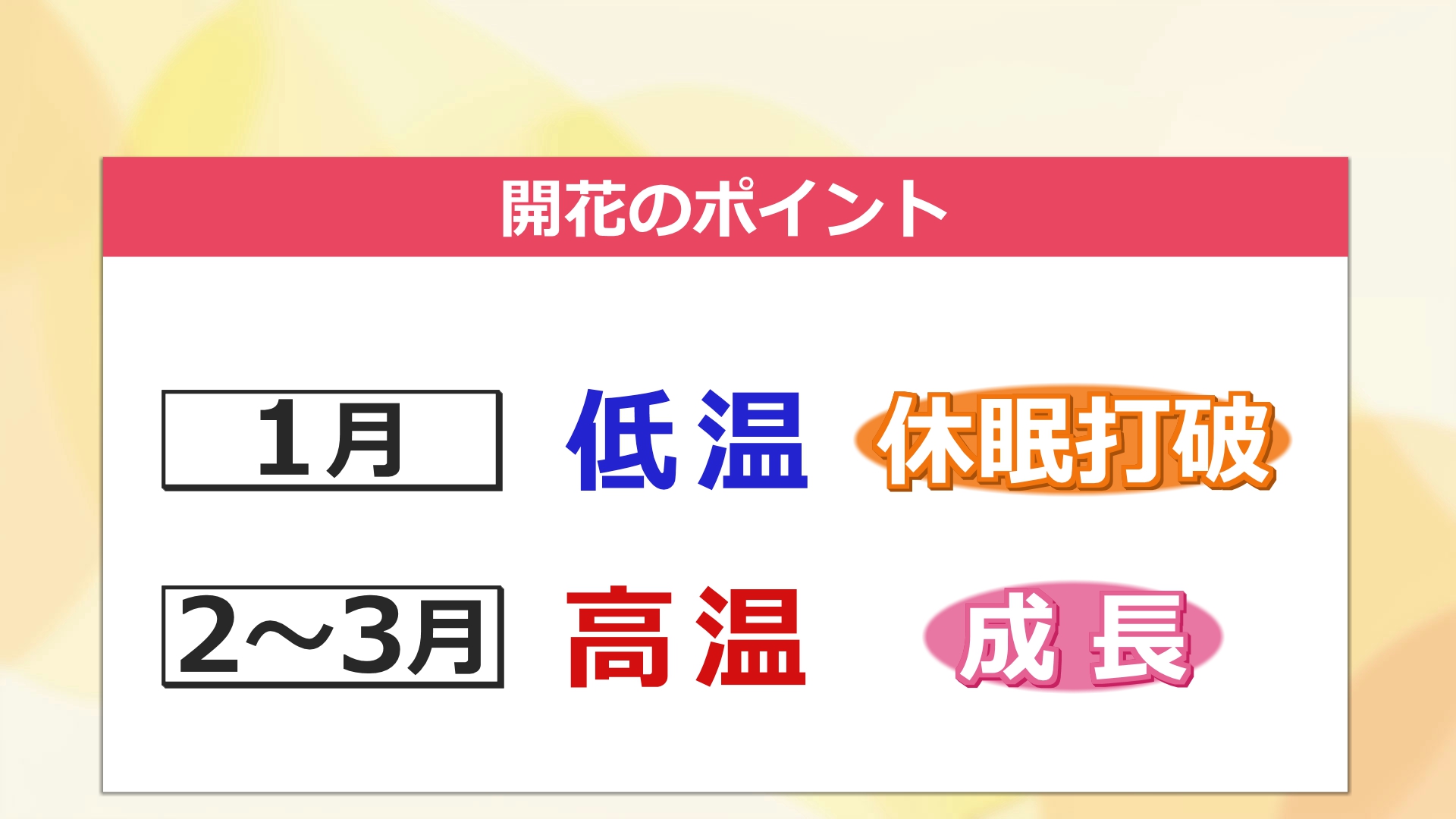 サクラが咲く条件