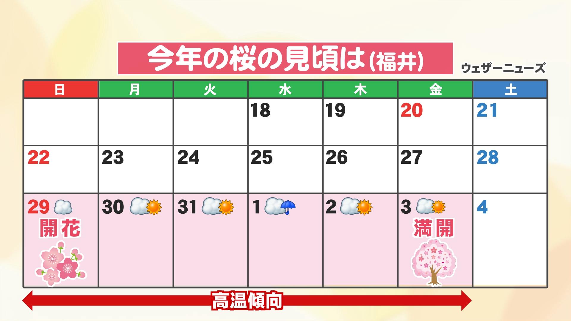 サクラの見頃は…？