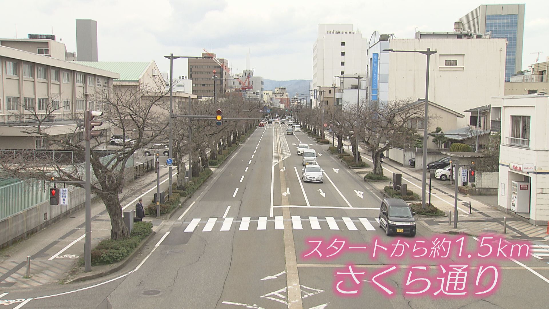 サクラは咲くか…?