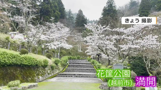 越前市の花筐公園（4月1日撮影）