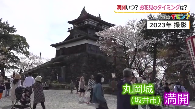 丸岡城とサクラ（2023年撮影）