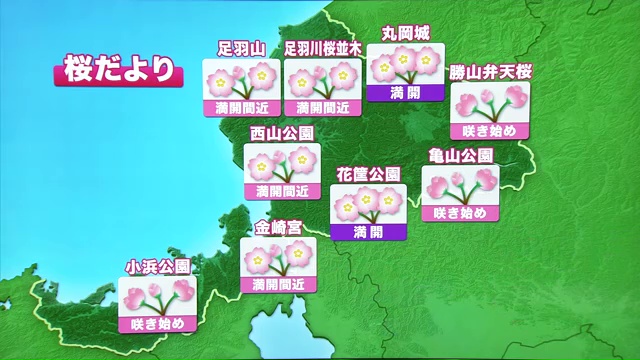 サクラの開花状況