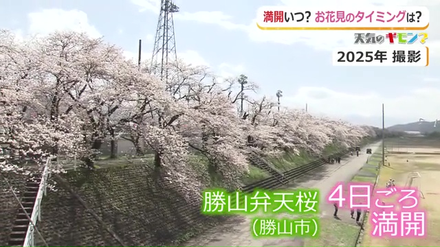 勝山弁天桜（2025年撮影）