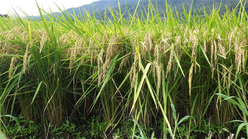 試験栽培された「はな結び」（提供：福井県）