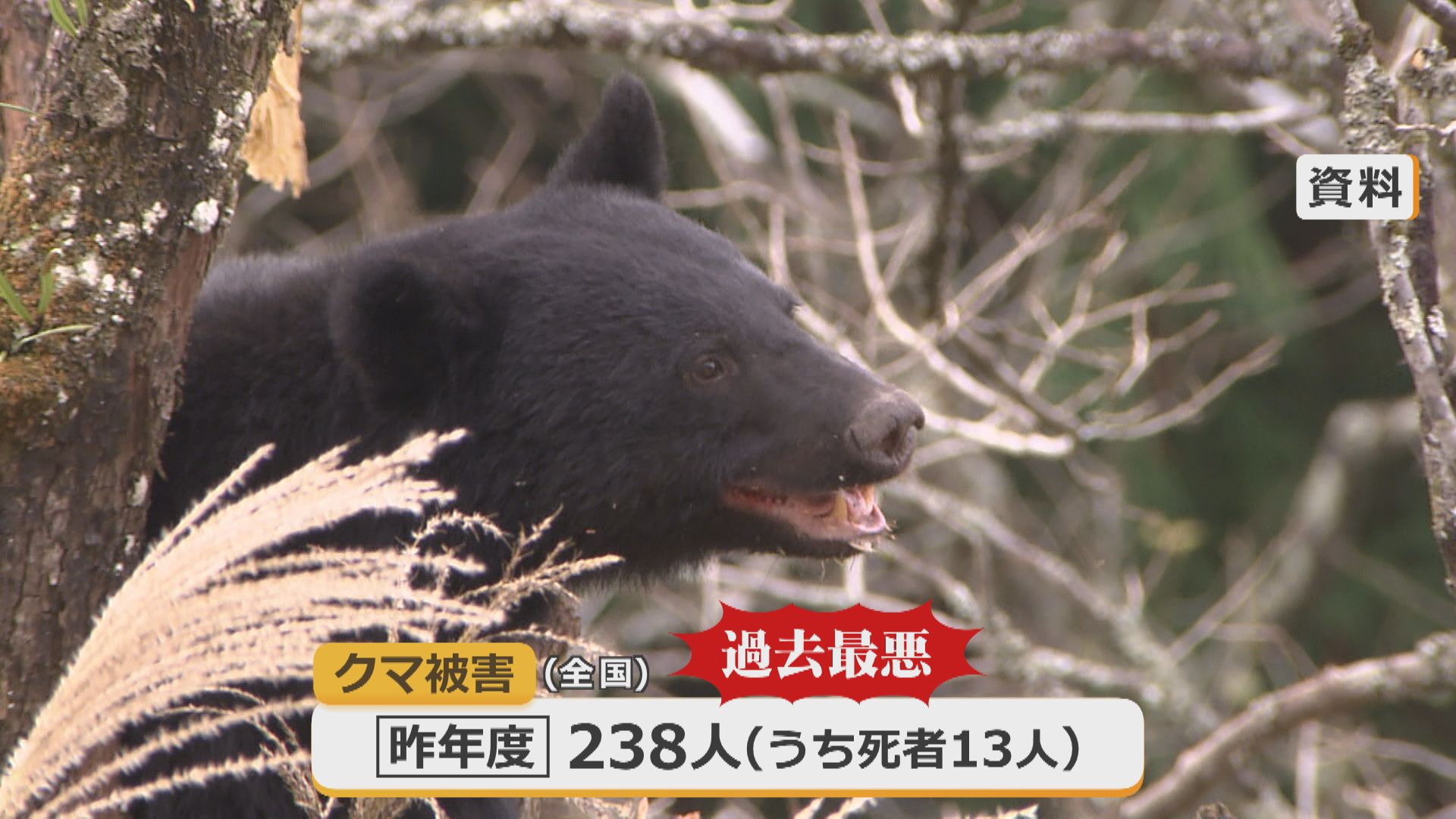 クマによる人身被害（2025年度）