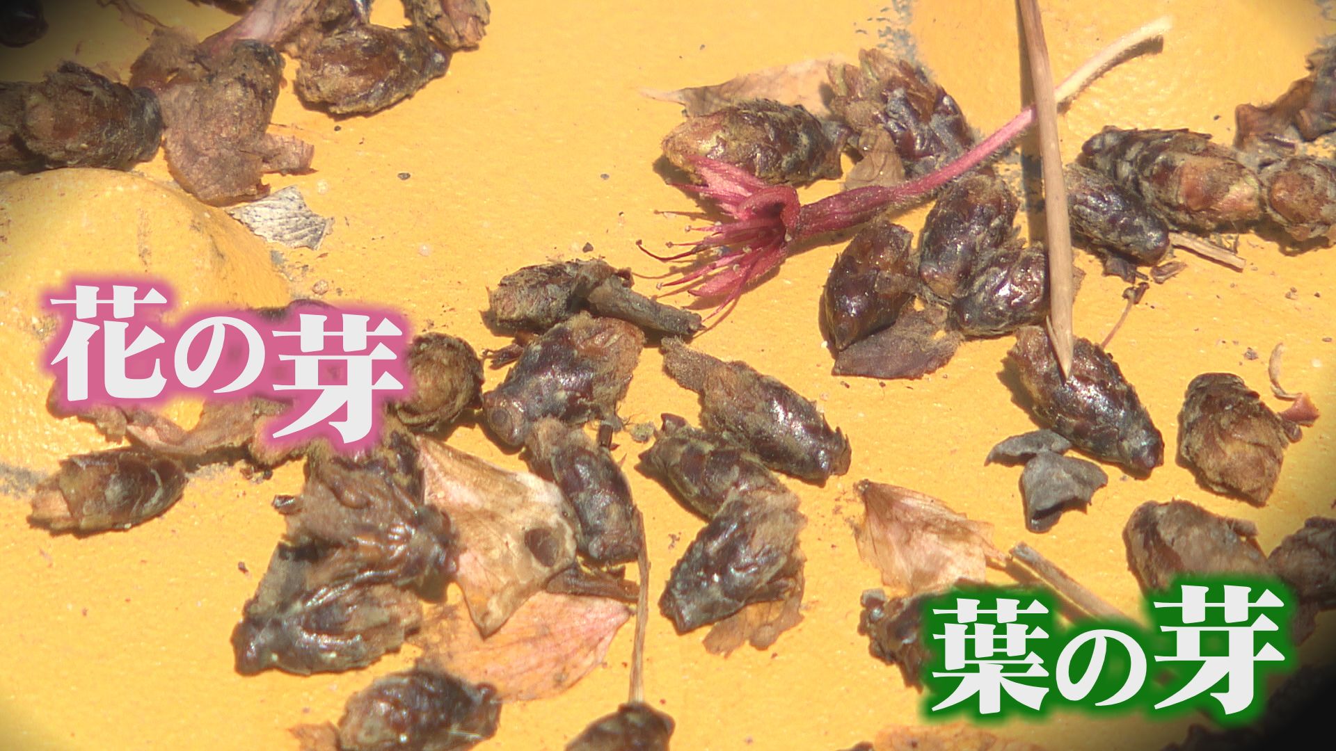 食害で落ちたサクラの花や葉の芽